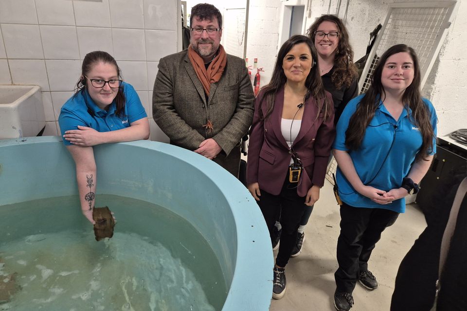 Pictured in Marine Life Bray after the egg find, were: Tamara Deans aquarist), Dr Patrick Collins, Silvia Goffi (general manager), Elaine Geaney (aquarist) and Mercedes Dorrian Smith (PhD student).